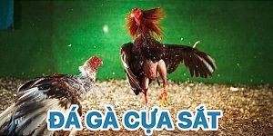 đá gà cựa sắt